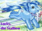 Lucky the Stallion
